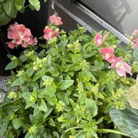 ネメシア,ベランダガーデニング,ベランダの画像