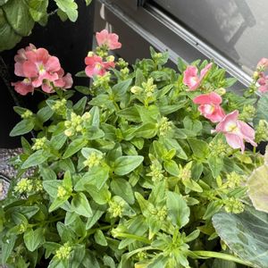 ネメシア,ベランダガーデニング,ベランダの画像