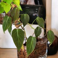 フィロデンドロン,フィロデンドロン　ミカンス,フィロデンドロン　ミカンス,観葉植物,ハイドロカルチャーの画像