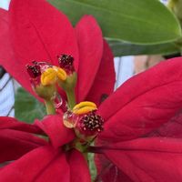 ポインセチア,温室,+安曇野の画像