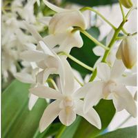 デンドロビウム,ホンコンカボック,デンドロビウム キンギアナム,デンドロビウム 月のしずく,デンドロビウムギンギアナム月のしずくの画像