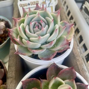 我が家の多肉,多肉女子,多肉沼,テラスの画像