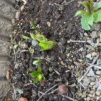 クリスマスローズ,ルピナス,ビオラ,ガーデニング,花のある暮らしの画像