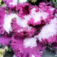 ハボタン,脇芽刺し,葉牡丹（はぼたん）,青い花マニア,チーム・ブルーの画像