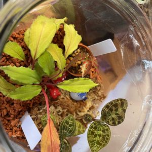 ホマロメナ sp.,ホマロメナ sp.,ホマロメナ,マコデスペトラ　ブラックタイプ,マコデスペトラ　ブラックタイプの画像