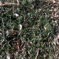 リュウノヒゲの画像