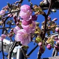 オオイヌノフグリ,河津桜,河津桜の画像