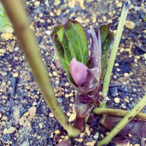 クリスマスローズ,クリスマスローズ,花壇,つぼみ,クリスマスローズ・ダブルの画像