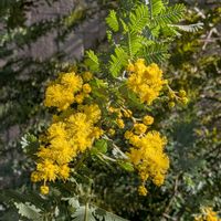 ミモザ,ストレリチア オーガスタ,ギンヨウアカシア,大島小松川公園の画像