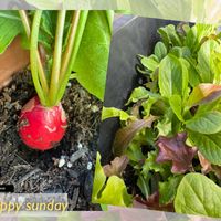 ラディッシュ,ビオラの挿し芽,レタス・サラダミックス,赤丸はつか大根,ベランダ菜園の画像