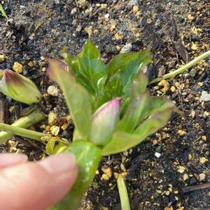 クリスマスローズ,クリスマスローズ,花壇,クリスマスローズ・ダブル,蕾の画像