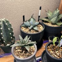 サボテン,柱サボテン,柱サボテン,アカベ,アカベ　笹の雪の画像