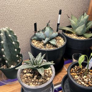 サボテン,柱サボテン,柱サボテン,アカベ,アカベ　笹の雪の画像