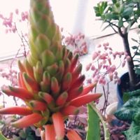 アロエ,夕焼け,みんな可愛い♡,スマホで撮影,茨城県の画像