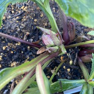 クリスマスローズ,クリスマスローズ,花壇,つぼみ,クリスマスローズ・ダブルの画像