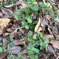 カキドオシの画像