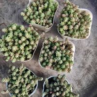 セダム,ミルキーウェイ,ダシフィルム,KOH.ダシフィルム,セダム大好きの画像