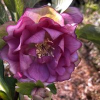 ユキワリソウ,ありがとう❤️,クリスマスローズ大好き,山野草大好き,ななちち印の画像