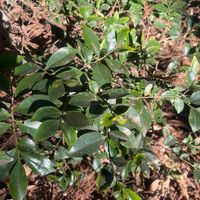 ヒサカキの画像