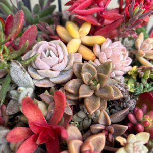 クレマチス,セダム,ルビーネックレス,ルビーネックレス,エケベリアの画像