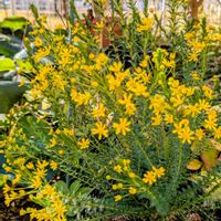 スノーフレーク,ゴールデンクラッカー,アネモネ・ポルト,お庭の花たち,日曜ビタミンカラー♪の画像