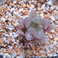 ハオルチア,黒紫天津玉露,育成ライト,天津玉露,多肉植物の画像