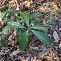 マンリョウの画像