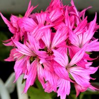 アイビーゼラニウム,アイビーゼラニウム,ペラペラヨメナ,ゼラニウムファイヤーワークス,ゾナルゼラニウムの画像