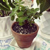 アロマティカスの画像