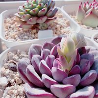 エケベリア属,花芽,多肉植物のある暮らし,極狭ベランダ,#多肉#多肉植物#たにくの画像