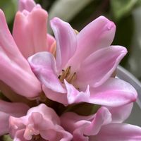 イオノプシジウム,ヒヤシンス,パンジー,オステオスペルマム,ヒヤシンス 水耕栽培の画像