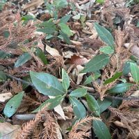 シラカシの画像