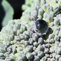 ブロッコリー,うちの個の画像