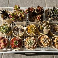 乙女心,トップシータービー,ハオルチア,月兎耳,カランコエ テディベアの画像