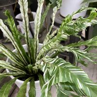 アスプレニウム,アスプレニウム　ニダス　バリエガータ,観葉植物, チャセンシダ科,チャセンシダ属の画像