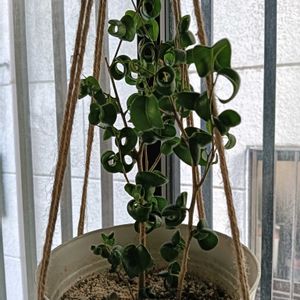 私の癒やし,植物のあるくらし,部屋の画像