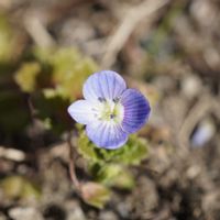 オオイヌノフグリ,星の瞳,雑草,青空,マクロ撮影の画像