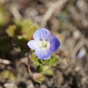 オオイヌノフグリ,星の瞳,雑草,青空,マクロ撮影の画像
