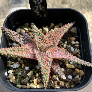 ユーフォルビア属,アロエ  ハイブリッド,アロエ  ハイブリッド,塊根植物,エケベリア属の画像