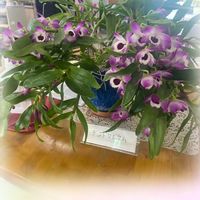 デンドロビウム,鉢植え,華やか,きれいだね〜〜❣️,玄関内側の画像