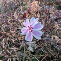 シバザクラ,公園花壇,大島小松川公園の画像