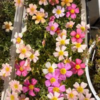 オキザリス,Oxalis obtusa,Oxalis obtusa MIX,Oxalis obtusa MIX,Oxalis obtusa MIXの画像