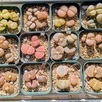 リトープス,リトープス,日輪玉,珊瑚玉,成長記録の画像