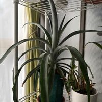 パイナップル,パイナップル,長崎,みどりのある暮らし,GS日和の画像