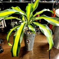 ドラセナ,観葉植物,室内管理の画像