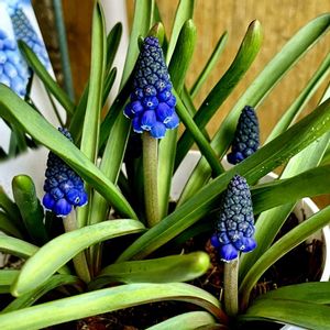 ムスカリ,ムスカリ,開花,花のある暮らし,サンルームの画像