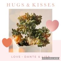 月兎耳,マルニエリアナ,ふっくら娘,チョコレートソルジャー,多肉植物いろいろの画像