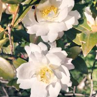 サザンカ,お買い物,植栽,姫路城の画像