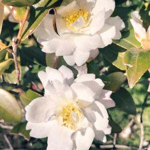 サザンカ,お買い物,植栽,姫路城の画像