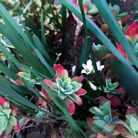 カタバミ,多肉植物,花壇,球根植物,小さな花壇の画像